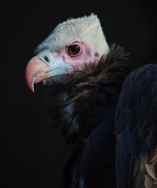 White Headed vulture