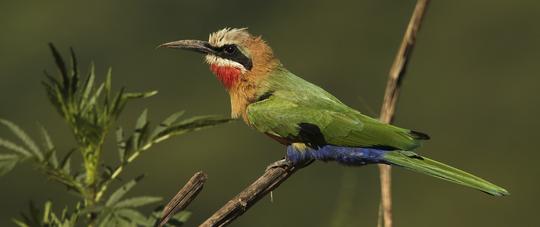 BEE EATER RESTING