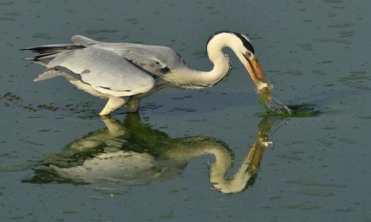 GREY HERON WITH CATCH
