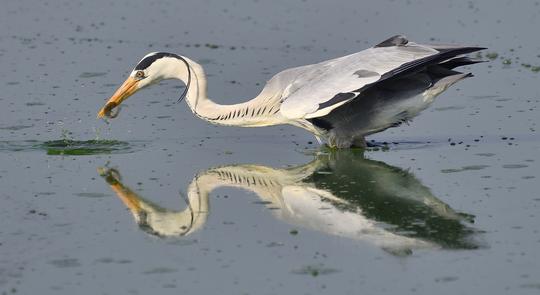 GREY HERON WITH CATCH
