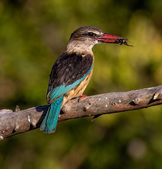 BROWN HOODED KINGFISHER