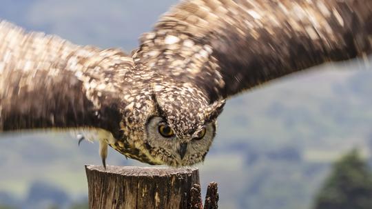 Owl taking off