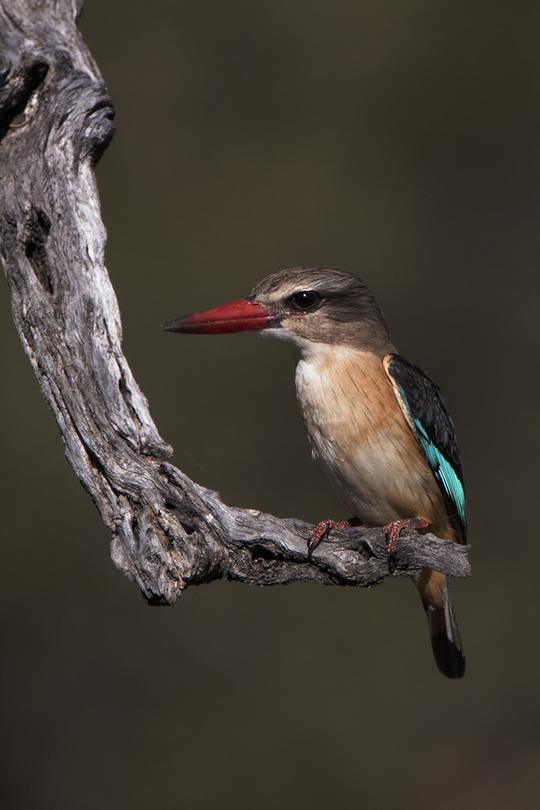 BROWN-HOODED KINGFISHER